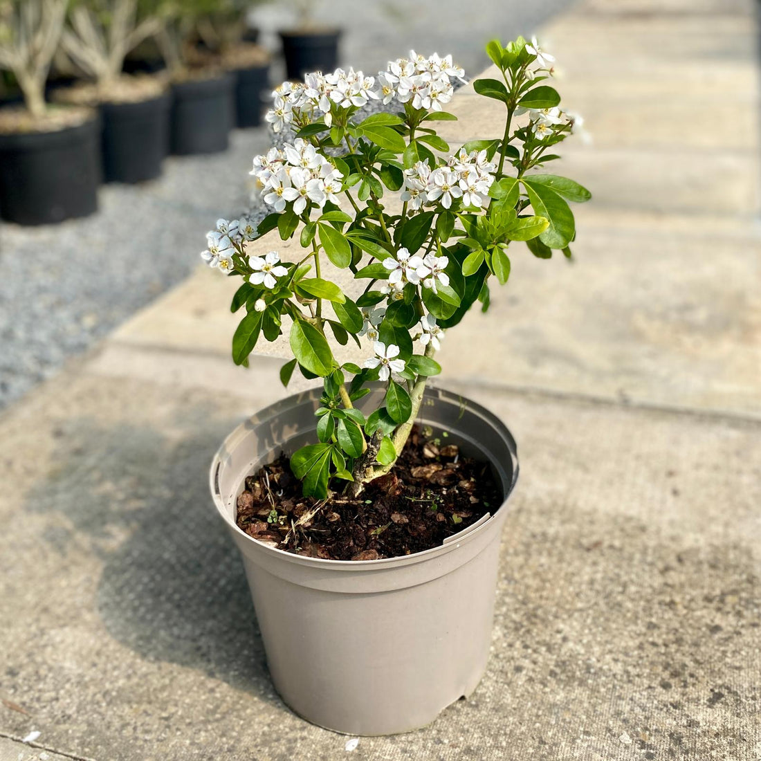 Mexican Orange Blossom (Choisya ternata) - Ladybird Nursery