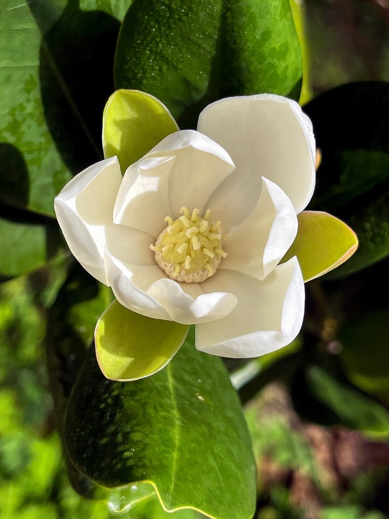 Michelia Assorted (Michelia spp.) - Ladybird Nursery
