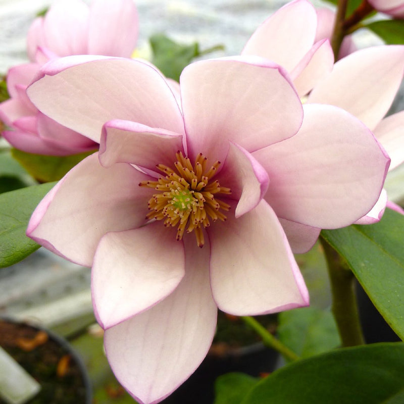 Michelia Fairy Blush