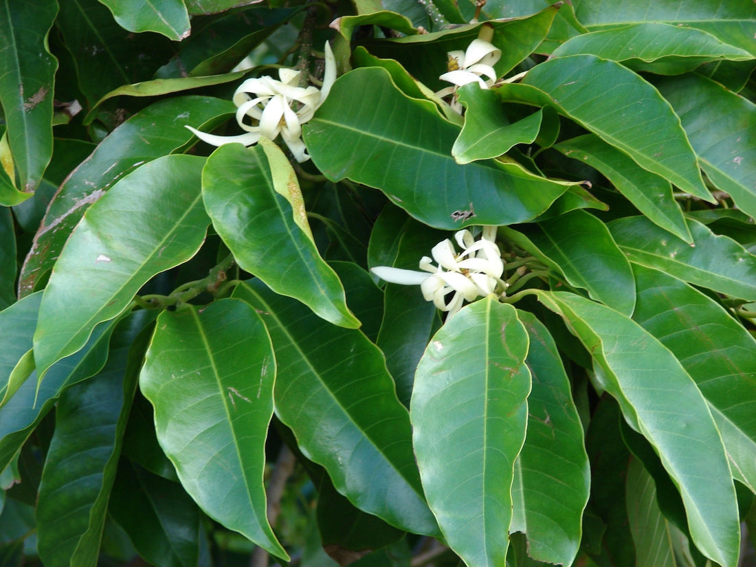 Michelia Alba (White Champaca) - Ladybird Nursery