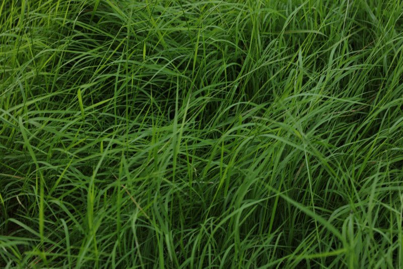 Weeping Grass (Microlaena stipoides) - Ladybird Nursery