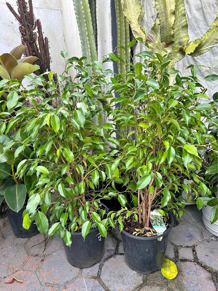 Midnight Petite Weeping Fig (Ficus benjamina)