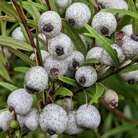 Midyim Berry (Austromyrtus dulcis) - Ladybird Nursery
