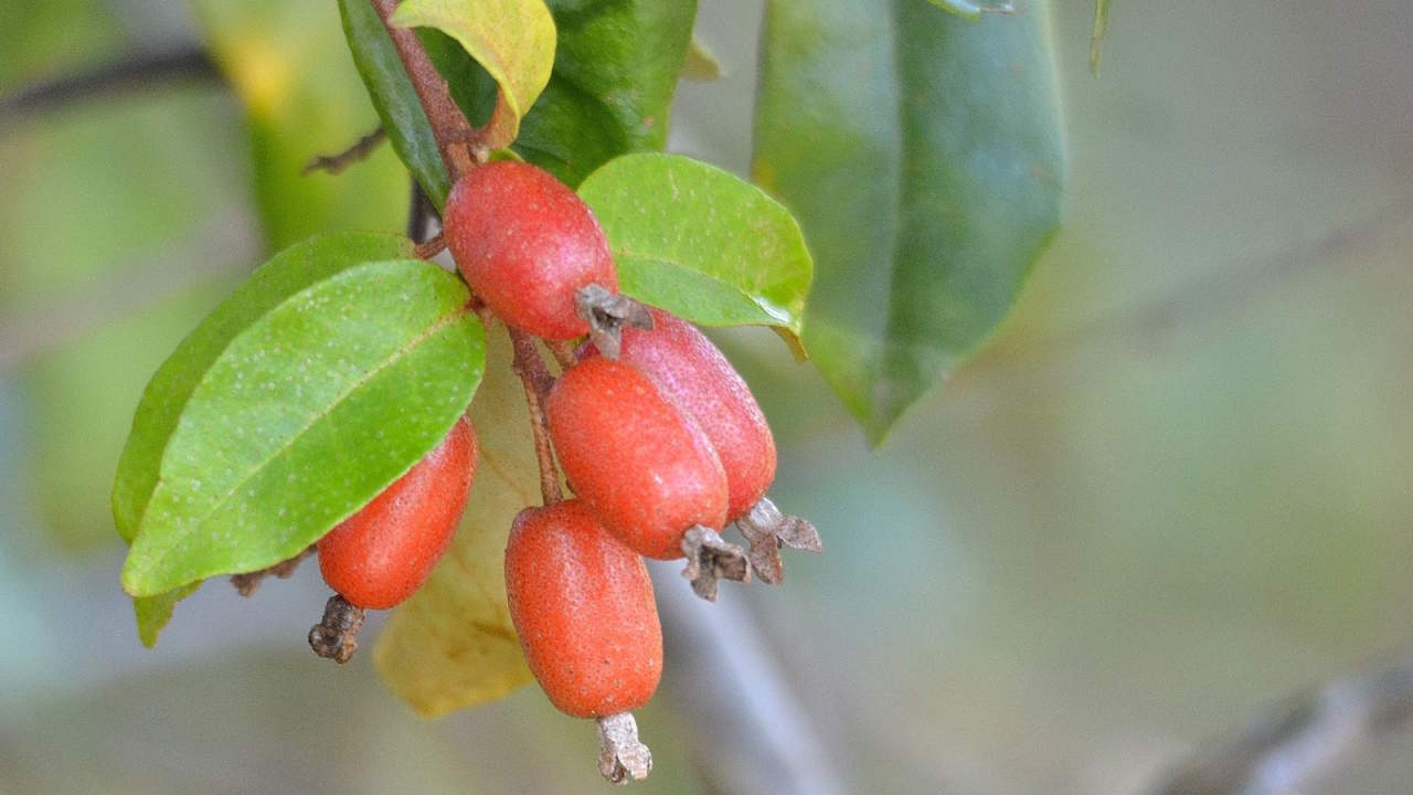 Tucker bush Millaa Millaa (Elaeagnus triflora) - Ladybird Nursery