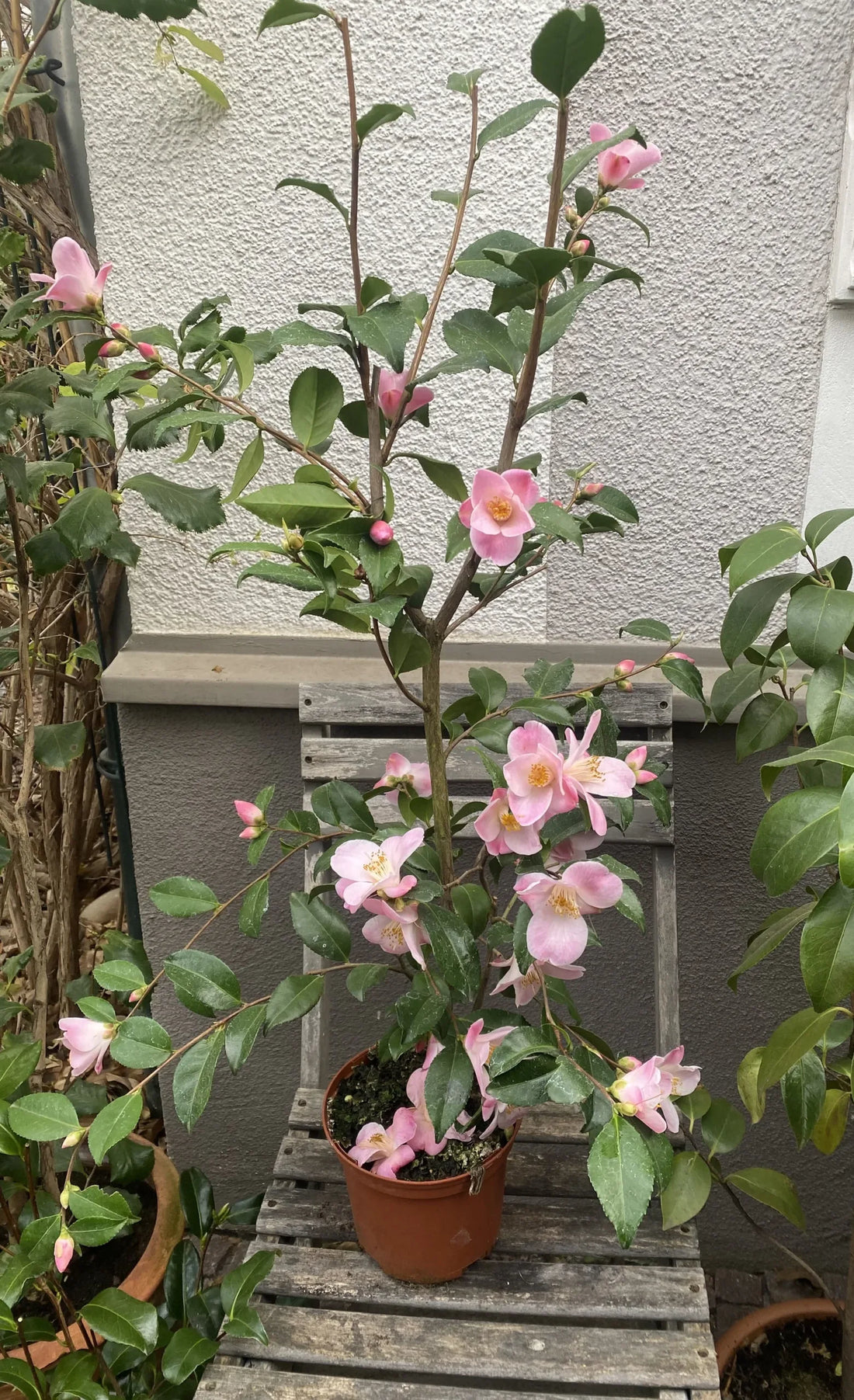 Camellia Minato No Akebono (Camellia) - Ladybird Nursery