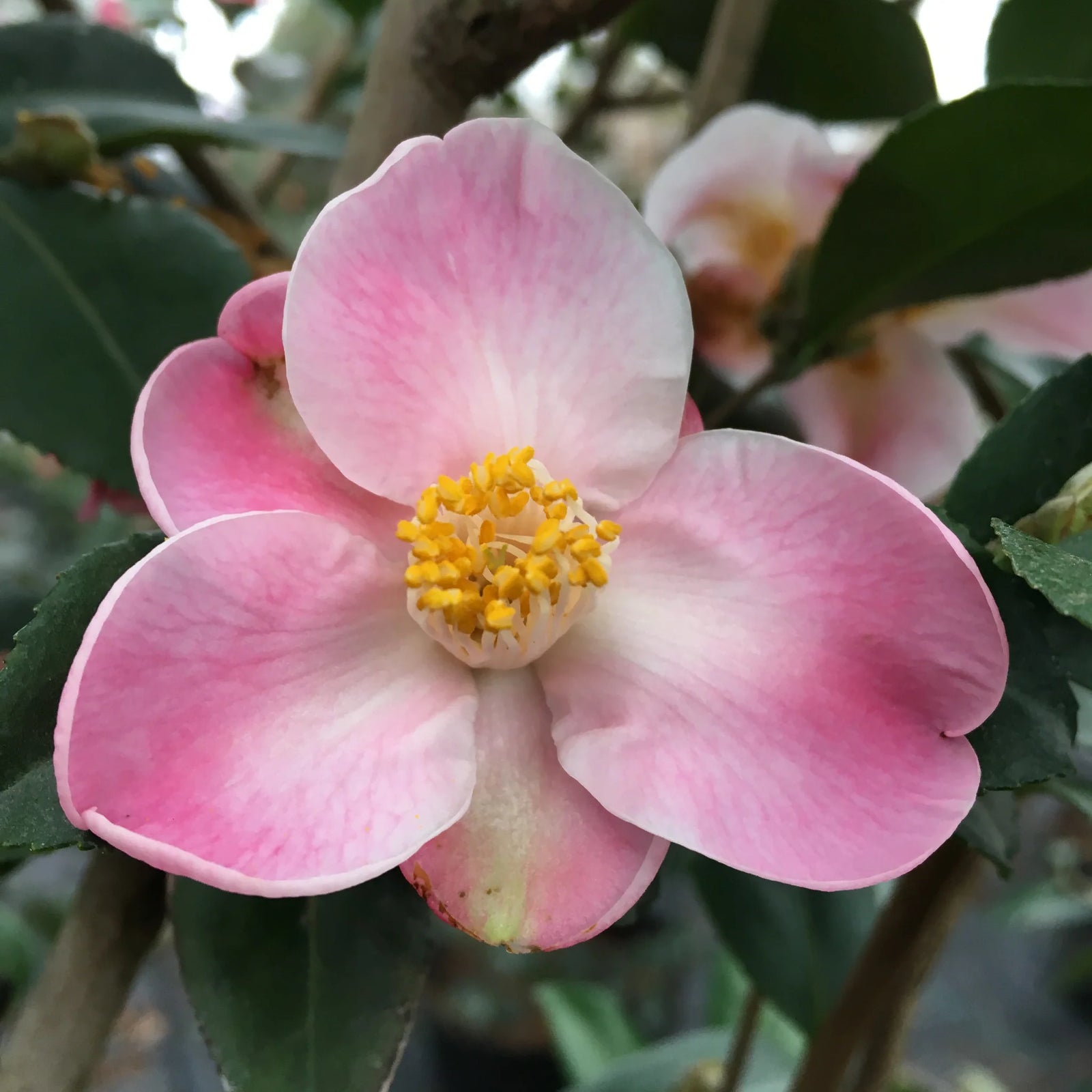 Camellia Minato No Akebono (Camellia) - Ladybird Nursery