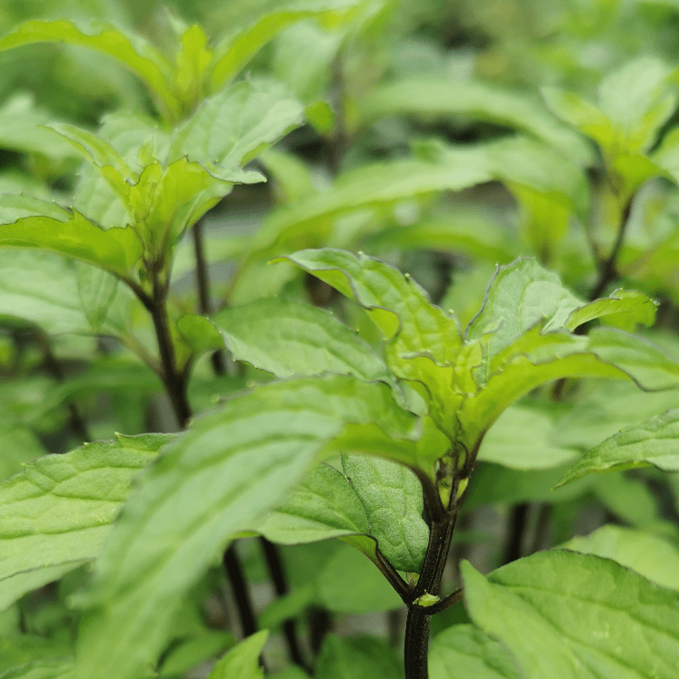 Mint 'Thai' (Mentha) (PICKUP ONLY) - Ladybird Nursery