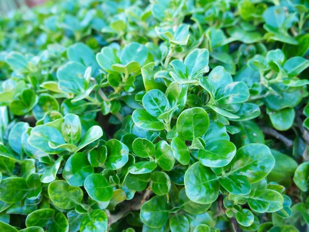 Mirror Plant (Coprosma repens) - Ladybird Nursery
