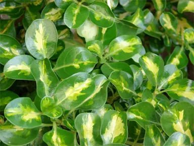 Mirror Plant Picturata (Coprosma repens) - Ladybird Nursery
