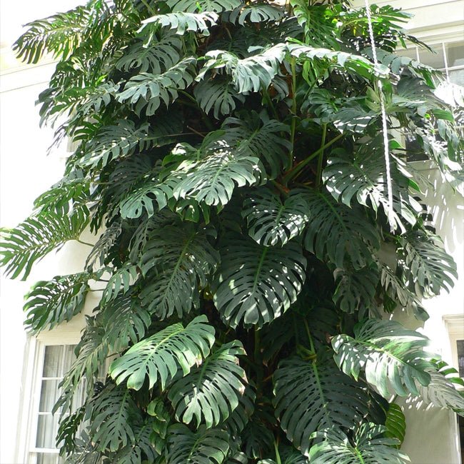 Monstera Fruit Salad Tree - Ladybird Nursery