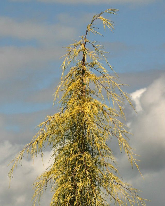 Monterey Cypress Aurea (Cupressus macrocarpa) - Ladybird Nursery