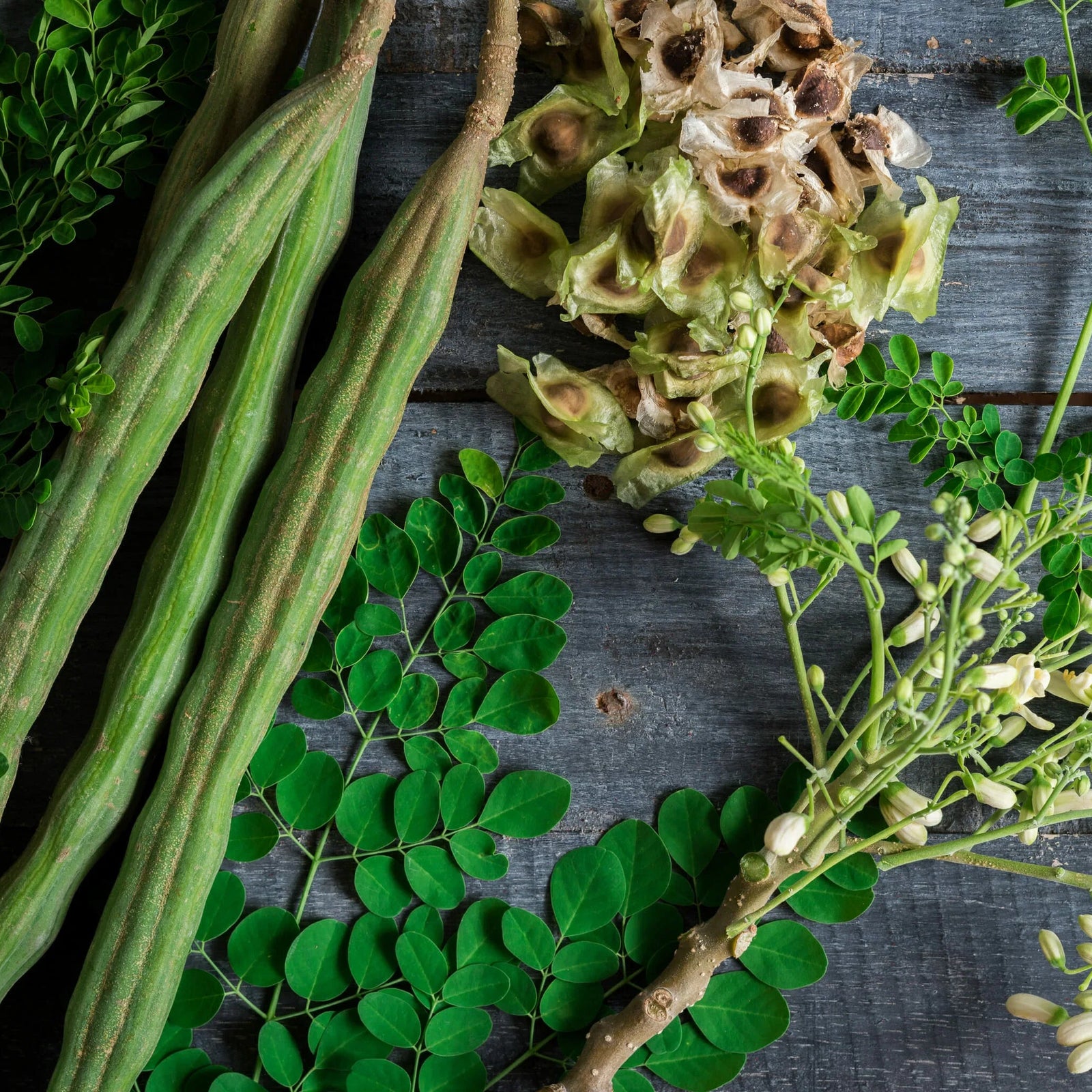 Drumstick Tree (Moringa Tree) 140mm pot - Ladybird Nursery