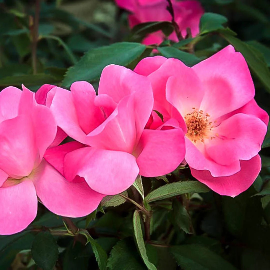 Rose RADCON Pink Knockout® (Rosa) - Ladybird Nursery