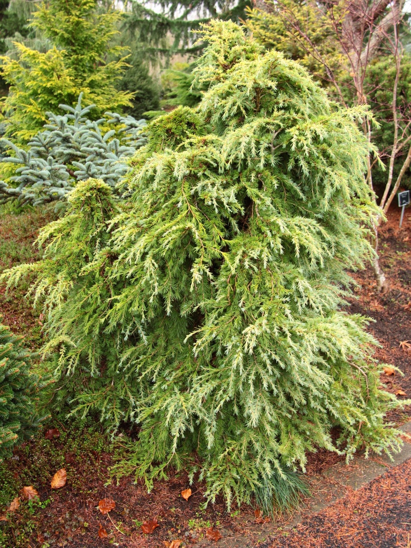 Mountain Beauty (Cedrus deodara) - Large - Ladybird Nursery