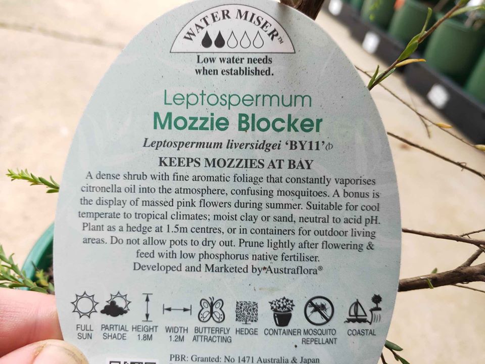 Leptospermum Mozzie Blocker Plant - Ladybird Nursery