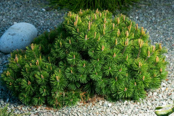 Mugo Pine Dwarf Mountain (Pinus mugo) - Ladybird Nursery