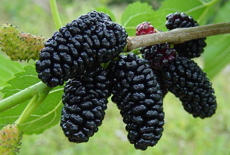 Dwarf Mulberry 'Black' - Advance (Pickup Only) - Ladybird Nursery