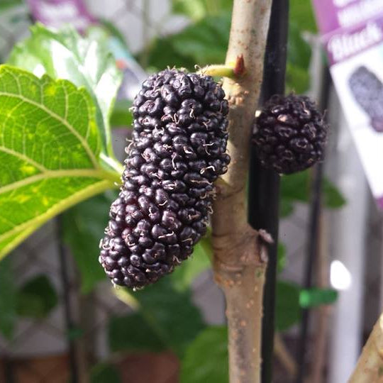Mulberry 'Black' - Large - Ladybird Nursery