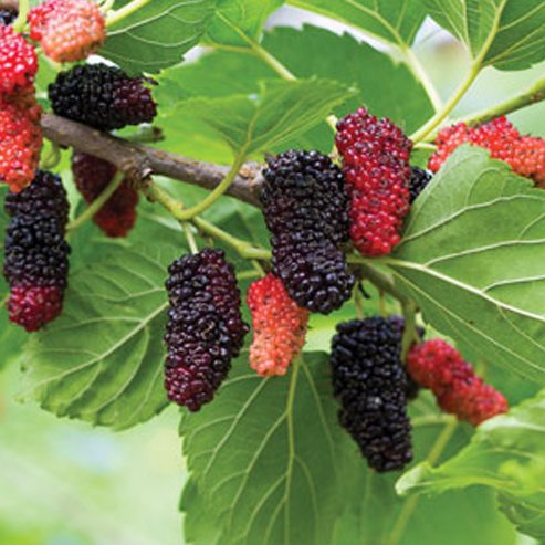 Dwarf Mulberry Hicks Fancy - Ladybird Nursery