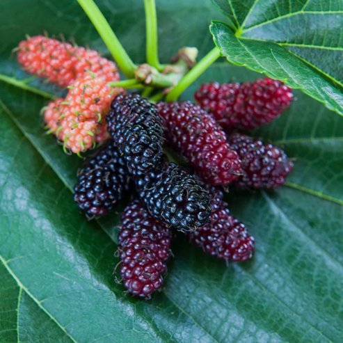 Dwarf Mulberry Majestic - 200mm Pot - Ladybird Nursery