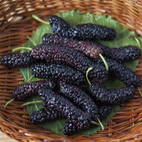Mulberry Pakistan Black - Ladybird Nursery