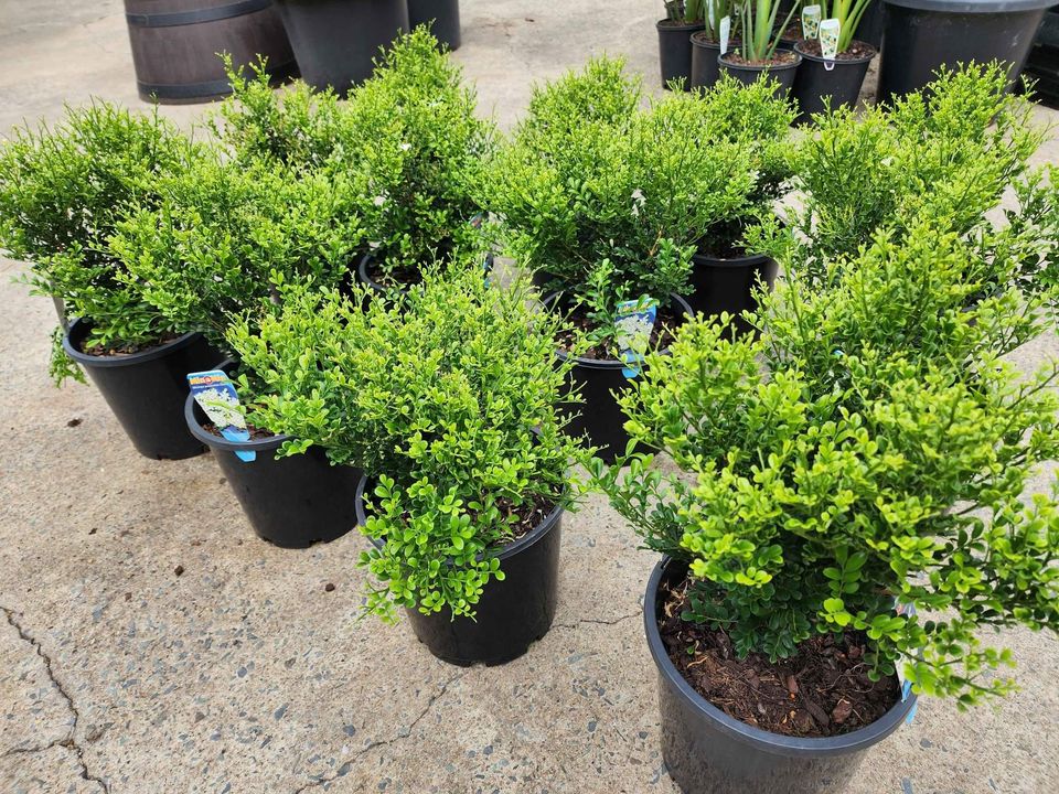 Murraya min a min 200mm pots - Ladybird Nursery