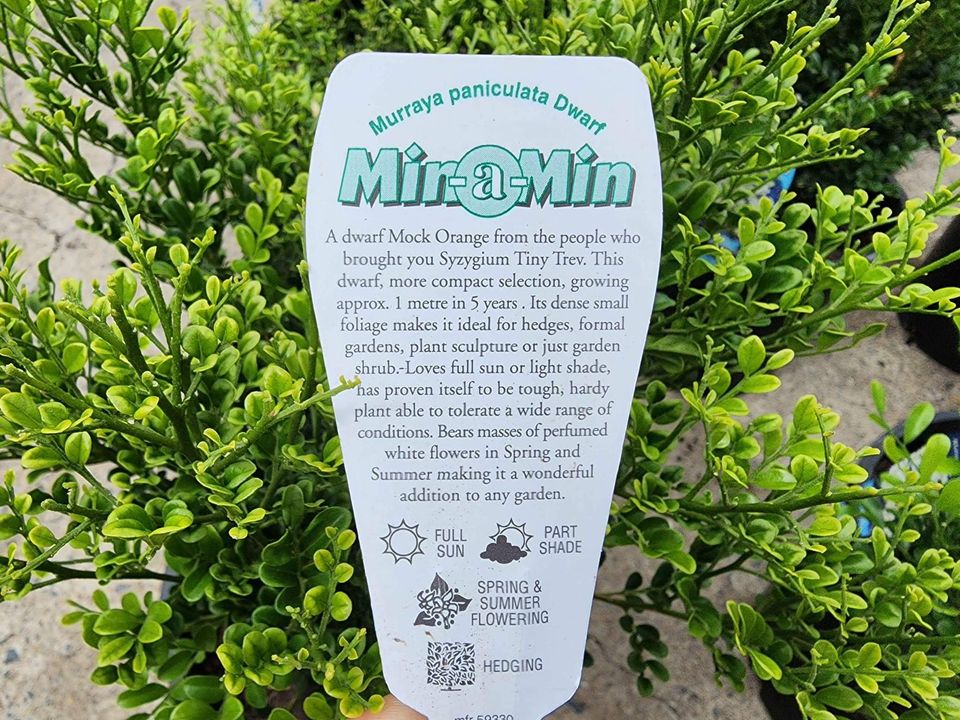Murraya min a min 200mm pots - Ladybird Nursery
