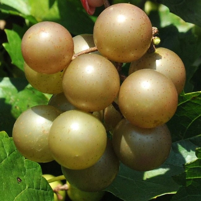 Muscadine Grape Achilles - Ladybird Nursery