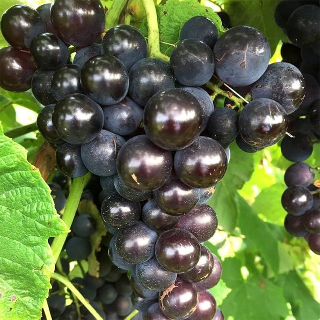 Muscadine Grape Noble - Ladybird Nursery