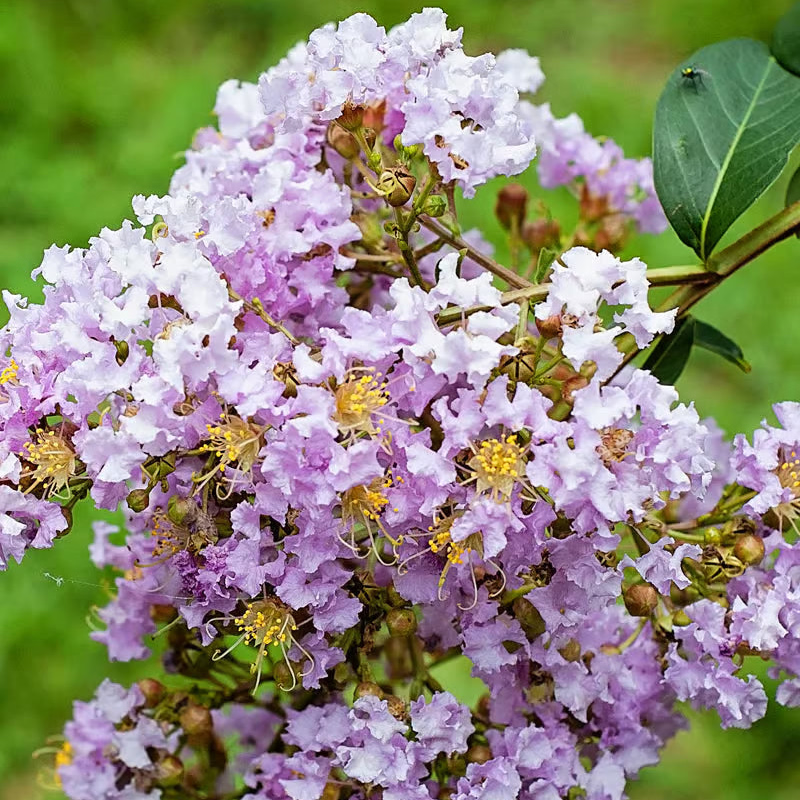 Crepe Myrtle Muskogee (Lagerstroemia)