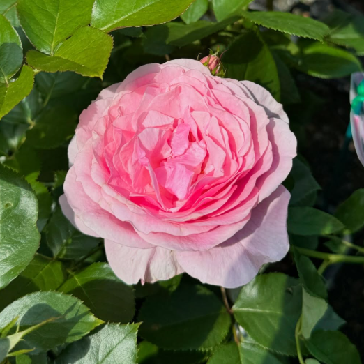 Rose 'My Hero' - Large