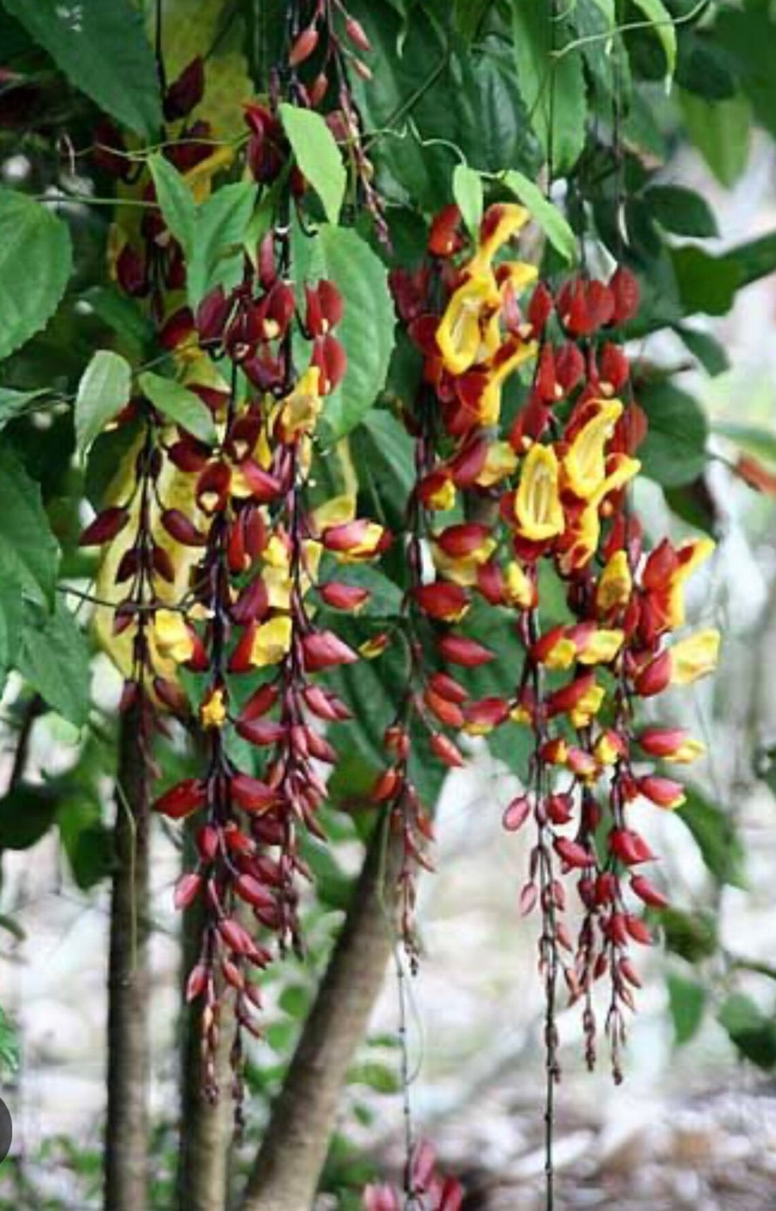 Lady Slipper Vine (Thunbergia mysorensis) - Ladybird Nursery