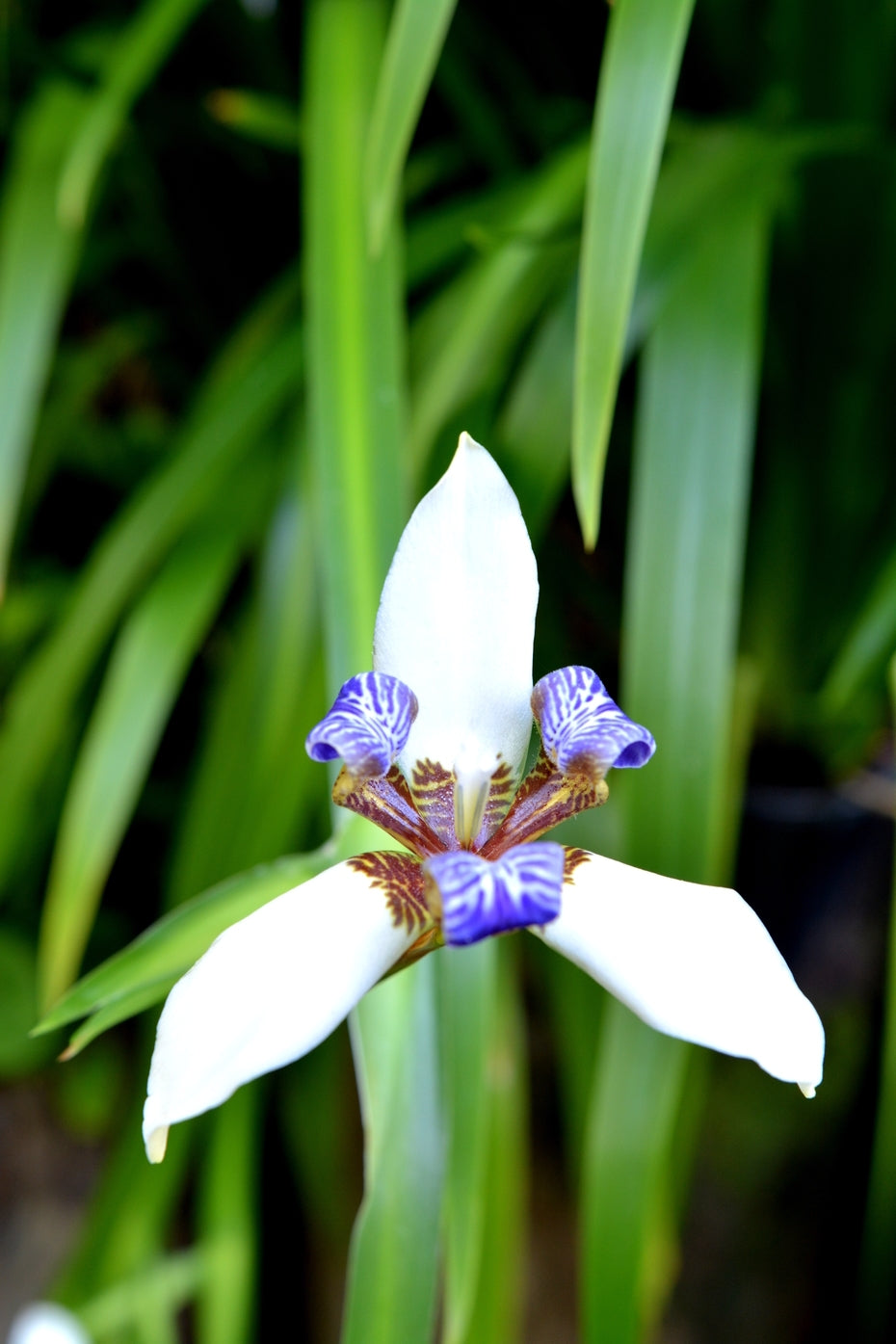 Brazilian Walking Iris (Neomarica gracilis)