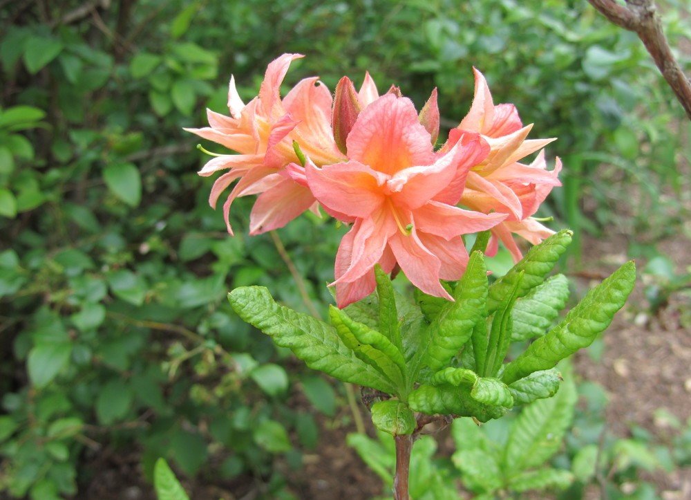 Azalea Mollis Norma - Ladybird Nursery