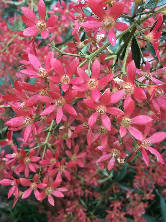 NSW Christmas Bush Red Red Red (Ceratopetalum gummiferum) - Ladybird Nursery
