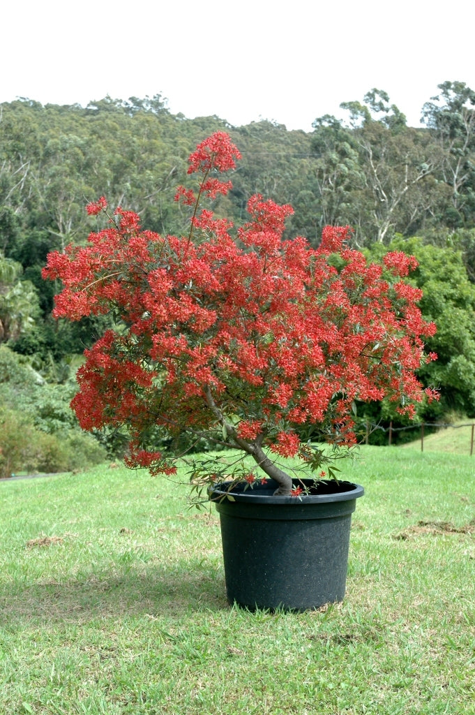 NSW Christmas Bush Shiraz (Ceratopetalum gummiferum)