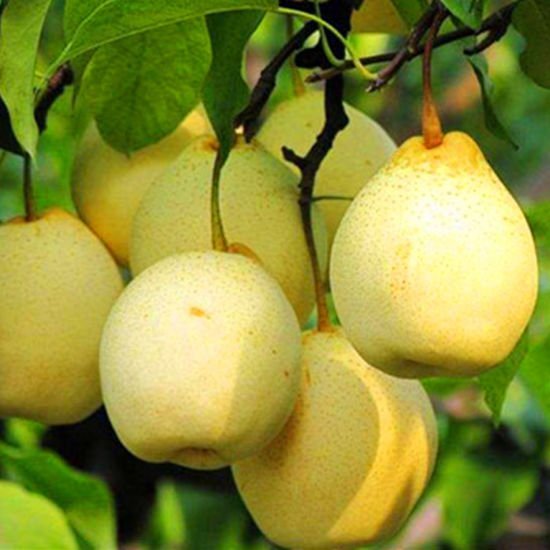 Nashi Pear 'Sunshu' - Ladybird Nursery