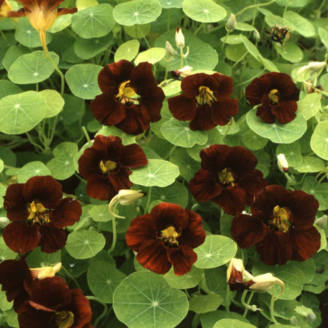 Nasturtium 'Black' (Tropaeolum minor)