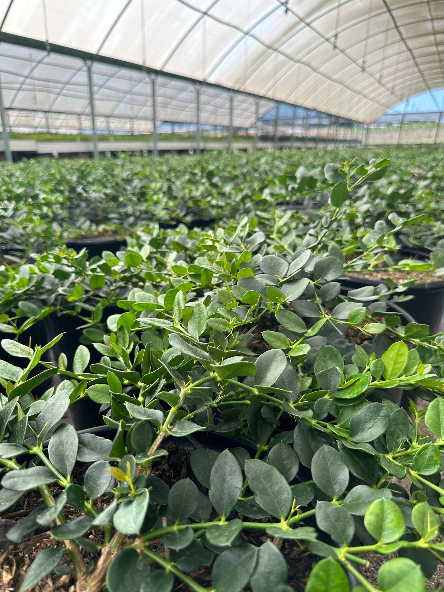 Natal Plum Green Carpet (Carissa macrocarpa)