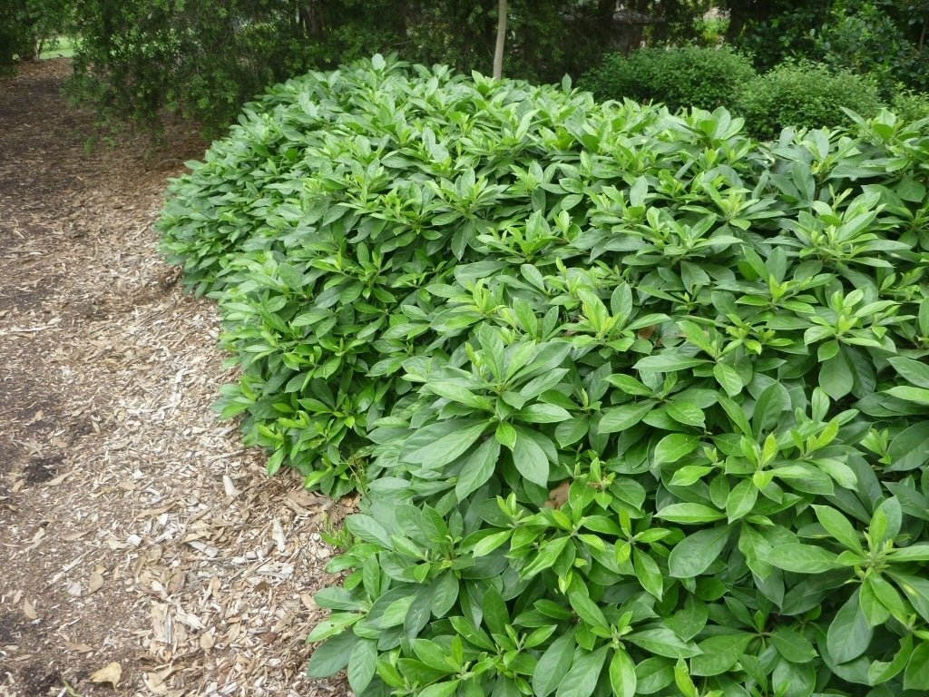 Native Frangipani Gold Nugget (Hymenosporum flavum) - Ladybird Nursery