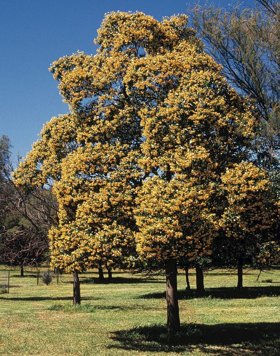 Native Frangipani (Hymenosporum flavum) - Ladybird Nursery