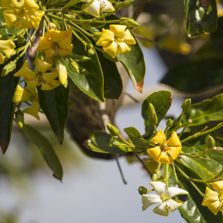 Native Frangipani (Hymenosporum flavum) - Ladybird Nursery