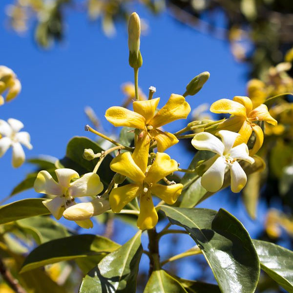 Native Frangipani (Hymenosporum flavum) - Ladybird Nursery