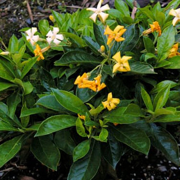 Native Frangipani Lushious (Hymenosporum flavum) - Ladybird Nursery