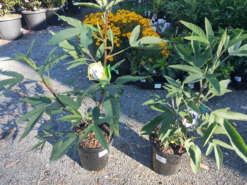 Native Hibiscus 'Aussie Pearl' - Ladybird Nursery