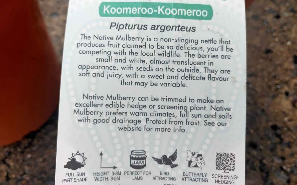 Native Mulberry - Ladybird Nursery