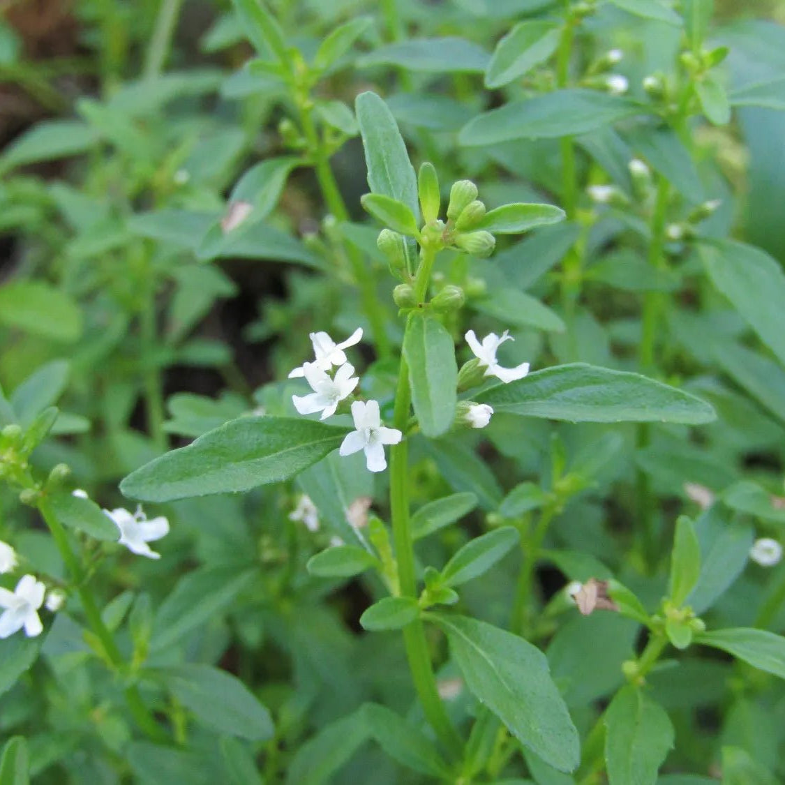 Bush Mint (Mentha satureioides) - Ladybird Nursery