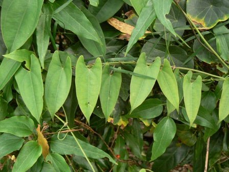 Native Yam (Dioscorea transversa) - Ladybird Nursery
