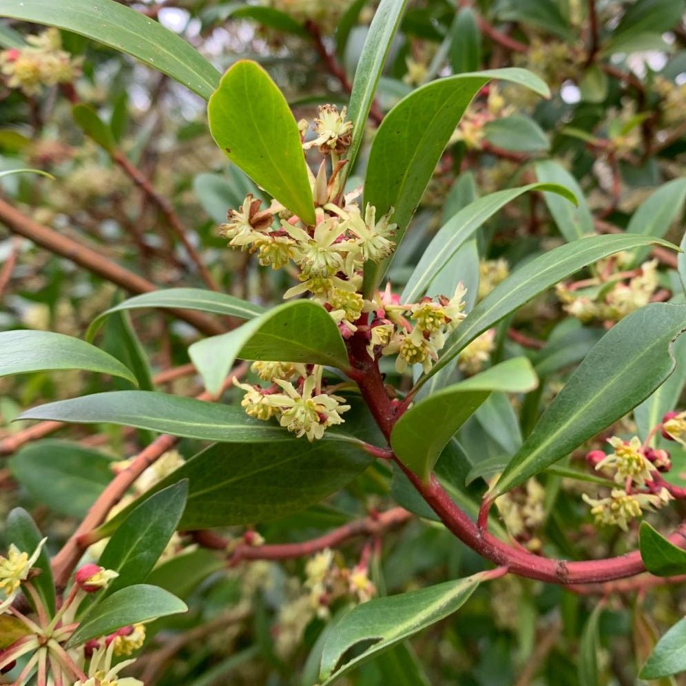 Native Mountain Pepper (Tasmannia lanceolata) MALE - Ladybird Nursery