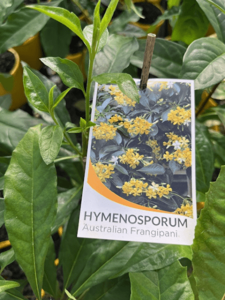 Native Frangipani (Hymenosporum flavum) - Ladybird Nursery